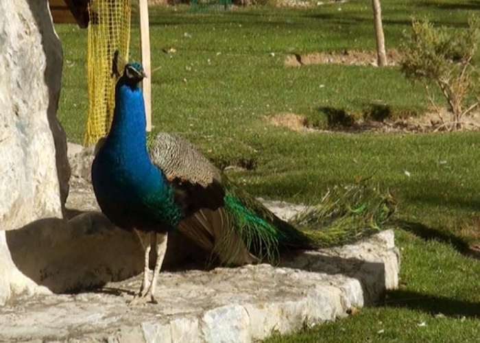 طاووس